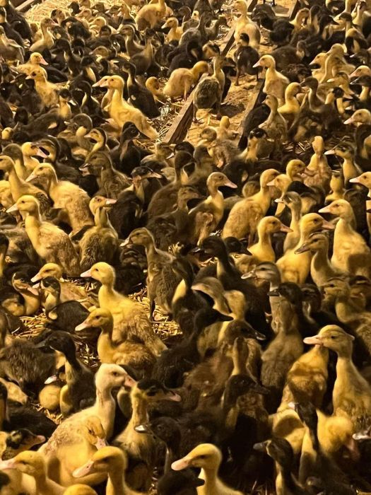 Rate pui alb si rasa mixta  cu livrare