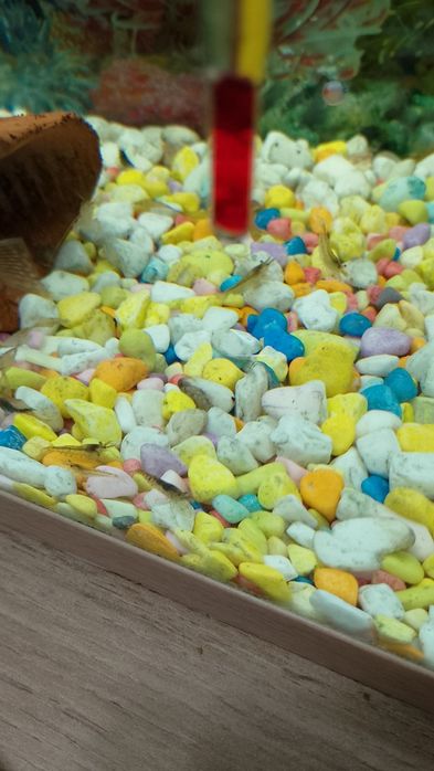 Скариди и охлюви