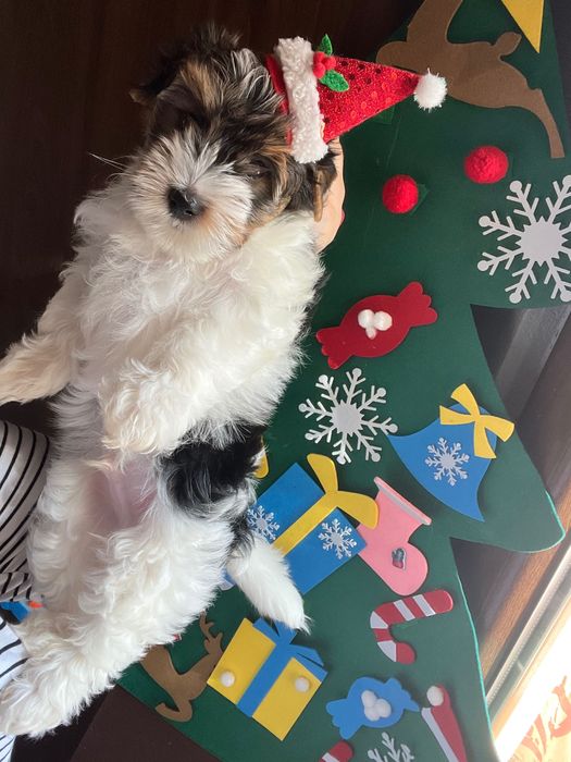 Продава се породисто кученце Бивер Йорк (Biewer Yorkshire Terrier)