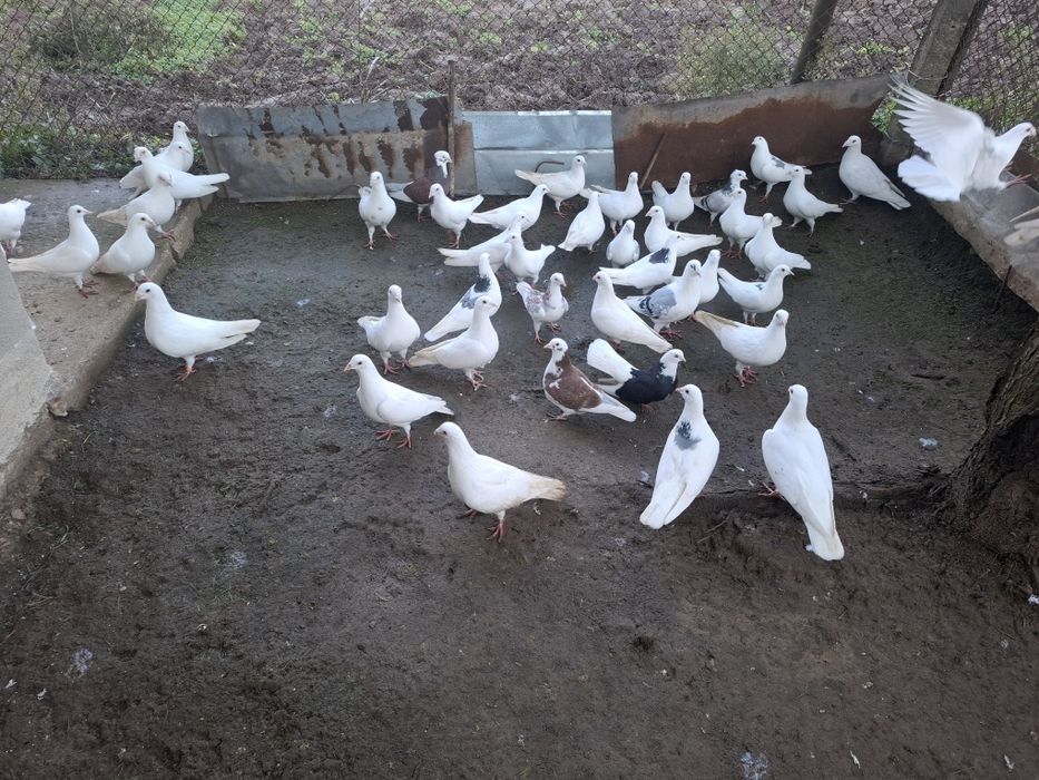 Бели пощенси гълъби