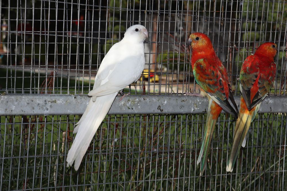 Пойни папагали Топ качество