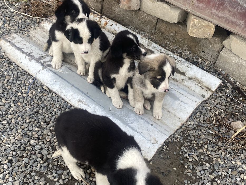 Бесплатно щенки в хорошие руки