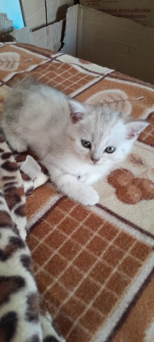 Британские котята