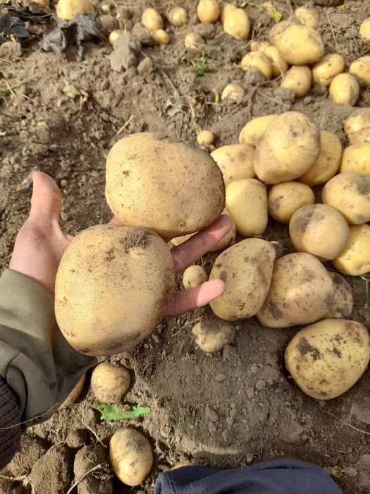 Картошка Домашний