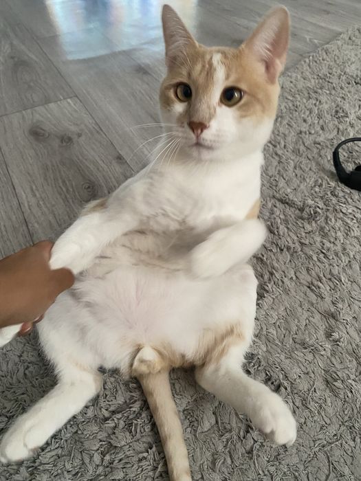 Отдам кота в добрые руки.