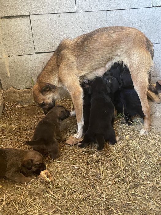Catelusi pentru adoptie