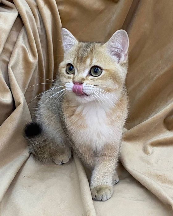 Срочно Британские золотые котята шиншиллы. Официальный питомник.