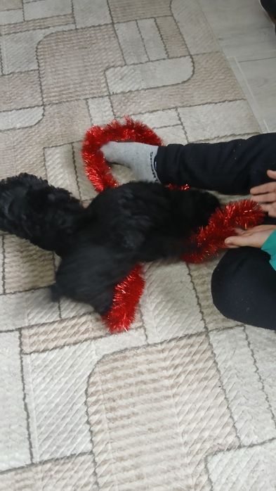 Продавам пудел той