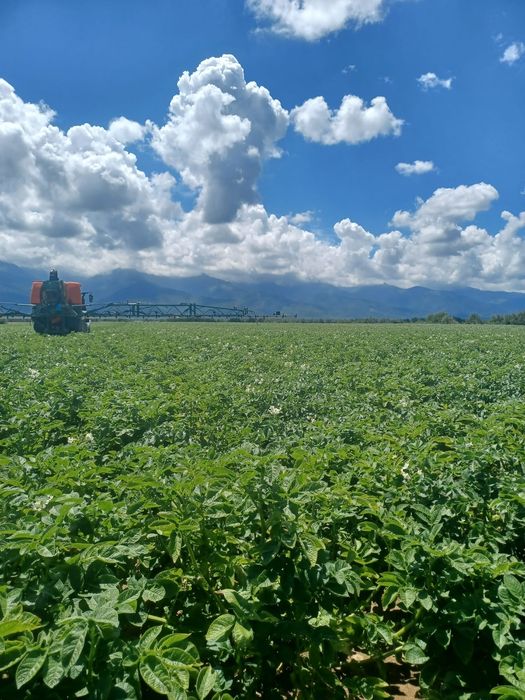 Cartofi de samanta din elita si din clasa A , certificati