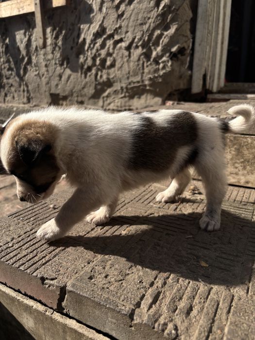 Отдам щенят даром