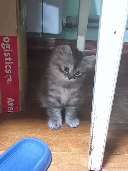 Отдам котёнка в добрые руки, девочка