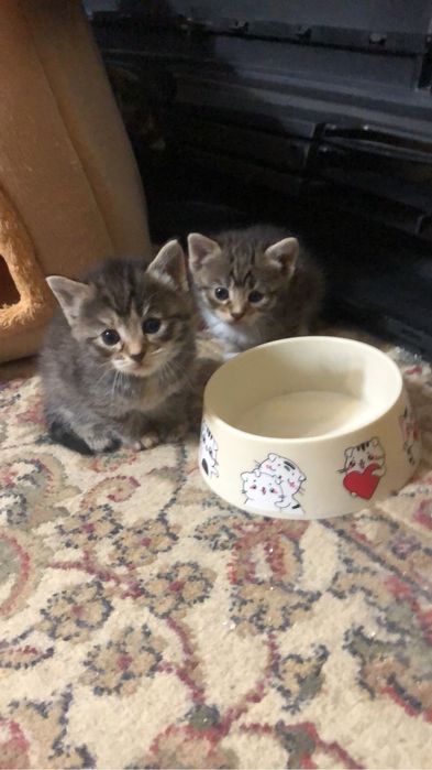 Котята шотландцы