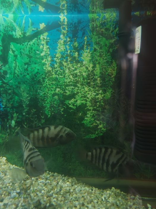 Donez Ciclide Negrofasciatum