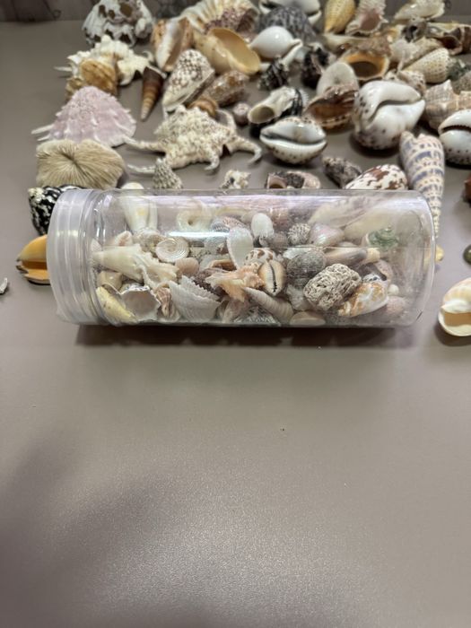 Ракушки морские