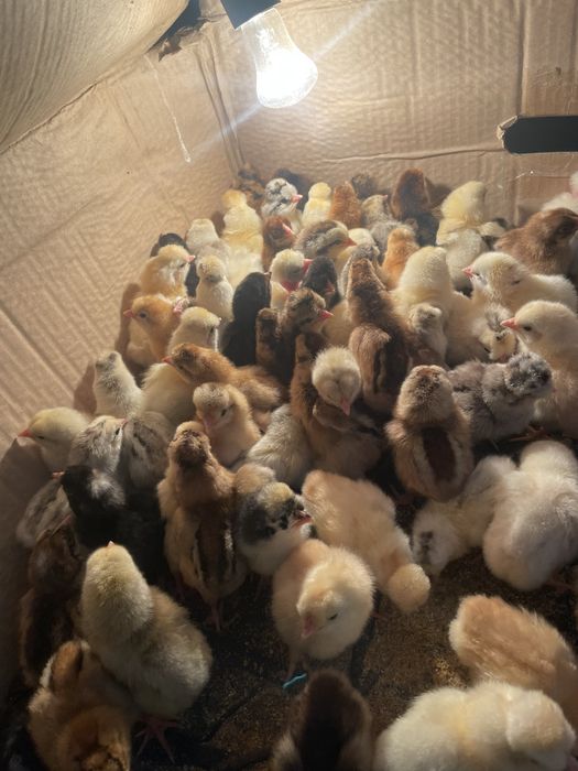 Помесные Цыплята