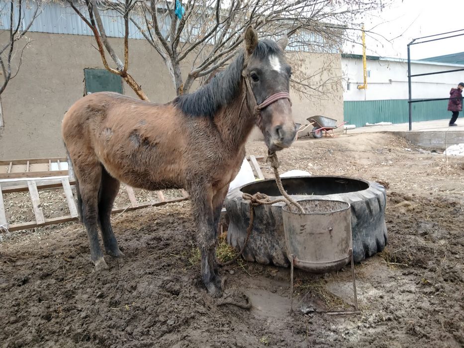 Құнан сатылады семіз байланған