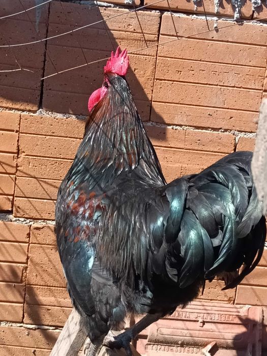 Домашни петли за Великден