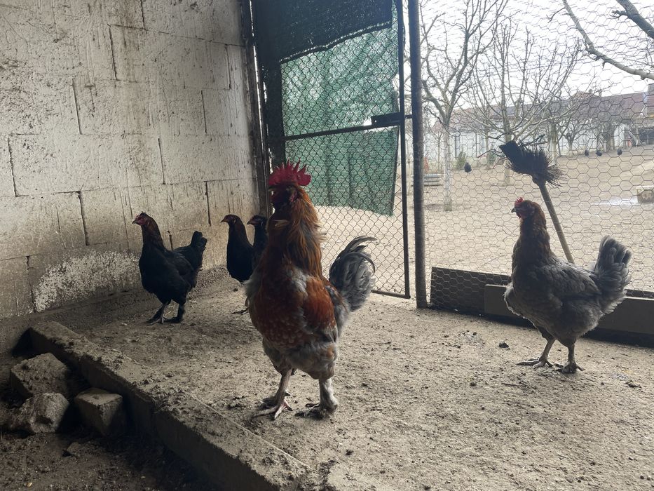 Vand oua olive pentru incubat