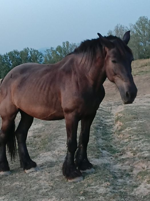 Iapa de vinzare  n