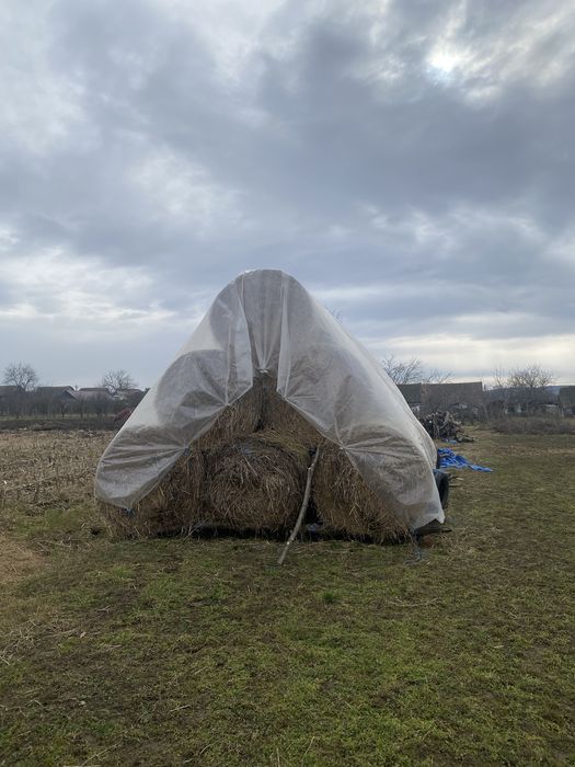 Baloți lucernă de vânzare