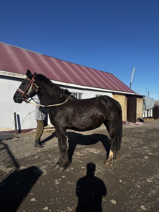 Продам кобылу жеребая