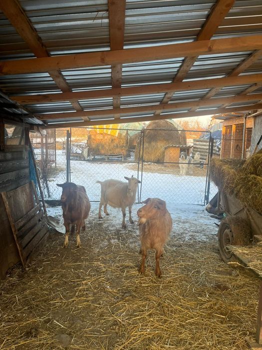 Vând capre gestante