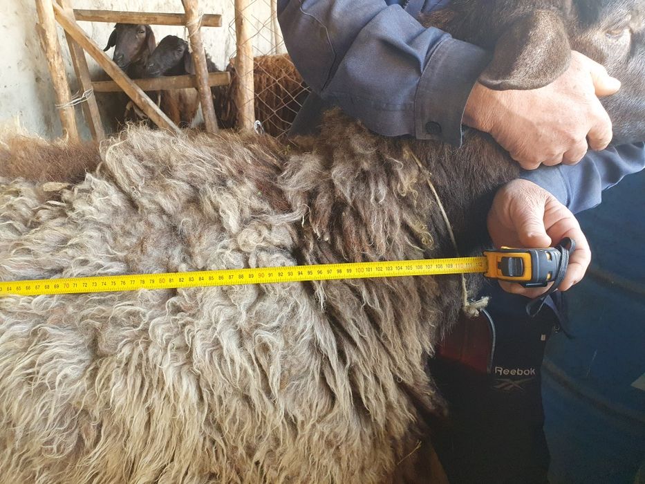 3 ta toza zotli hisori qozi qochqorlar sotiladi