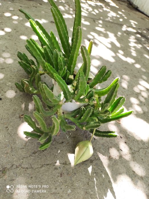 Комнатный цветок. 2000 тг