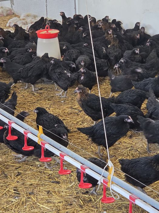 Puicuțe Moravia 16 săptămâni