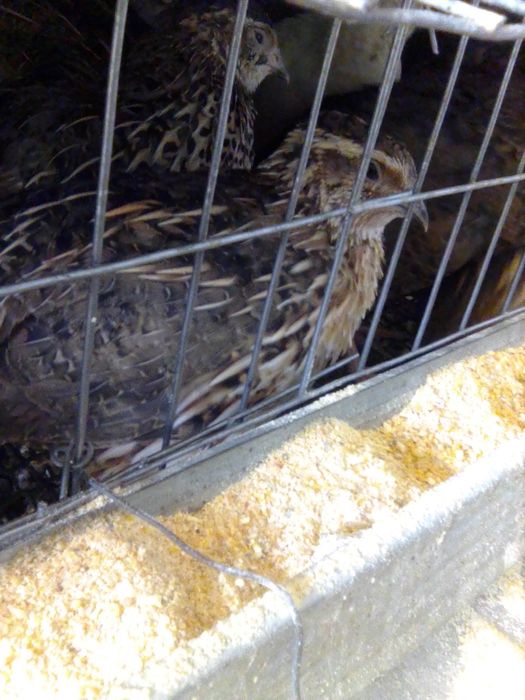 Prepelite ouătoare tineret