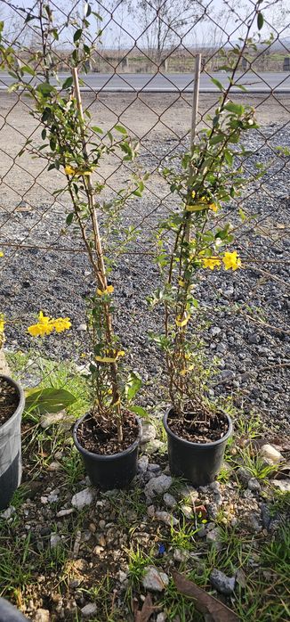 Pyracanta - Forsythia ( ploaie de aur ) leylandi