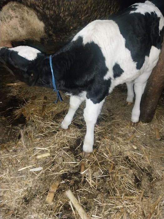 Vand vitica in varsta de o saptamana