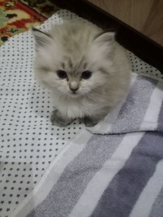 Продаю пушистиков шотландцев