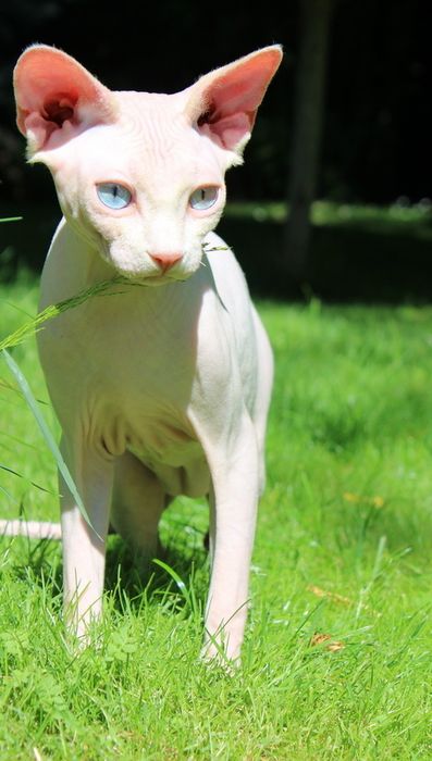 Сфинкс ( sphinx )