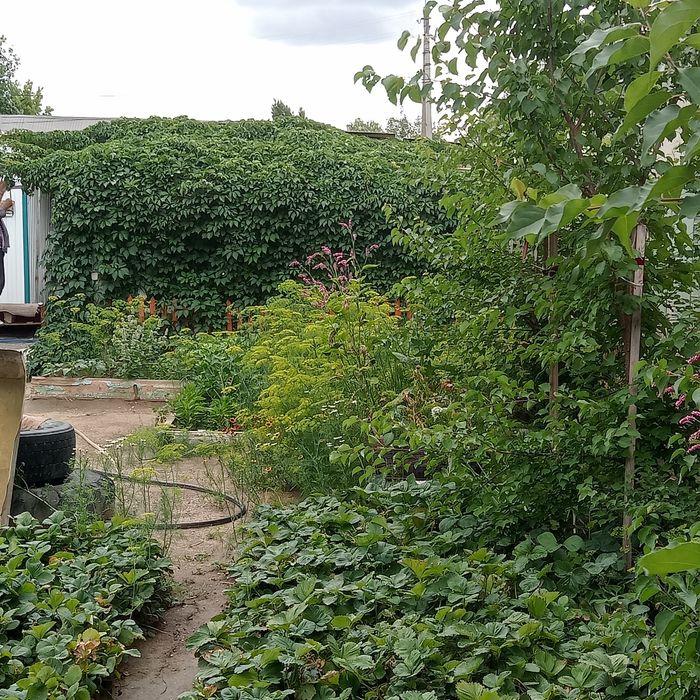 Продам алое 5 лет лечебное