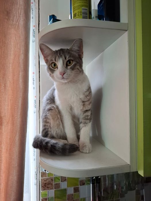 Котёнок  девочка игривая, ласковая