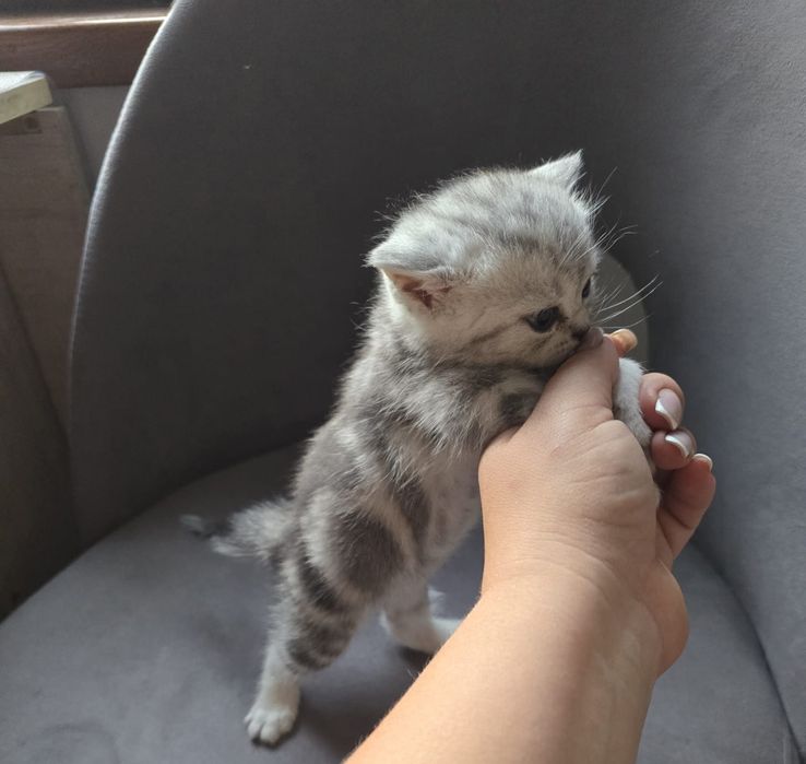 Британские короткошерстные котята