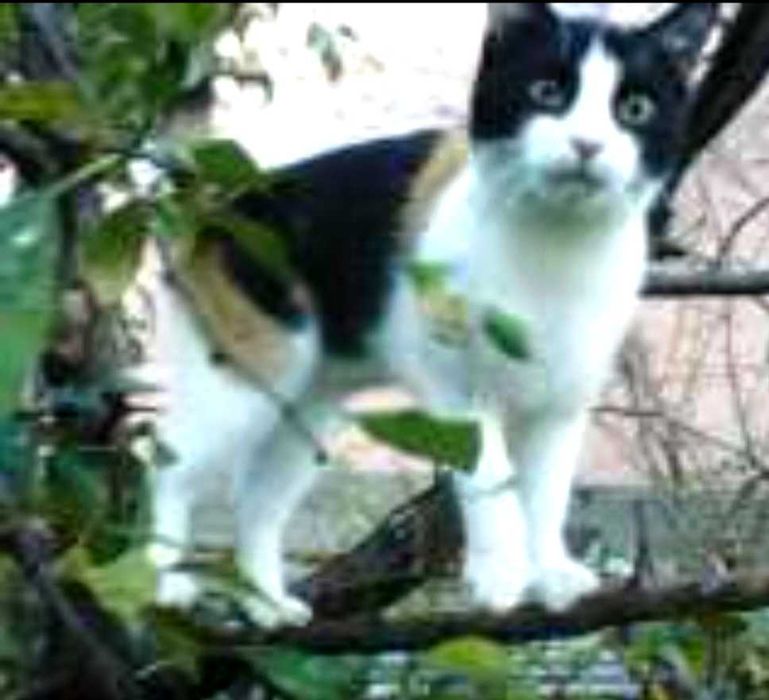 Ofer spre adopție pui de pisica