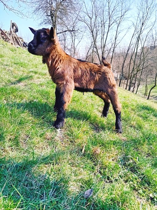 Vând țapisor alpina franceza