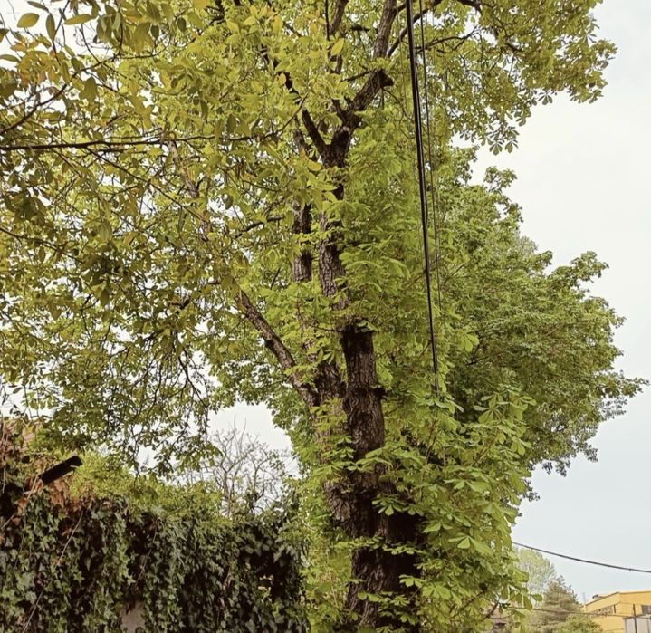 Debarasez curti case beciuri