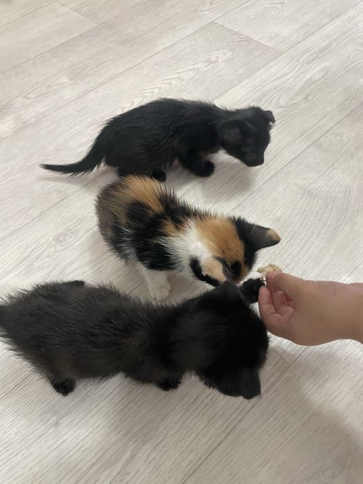 Шотланский весло ухии котята