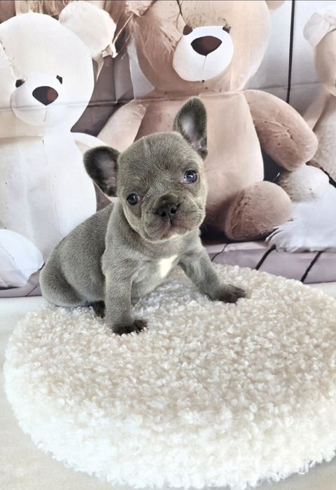 Френски булдог еритна кръвна линия