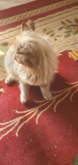 Museum zotli sotiladi