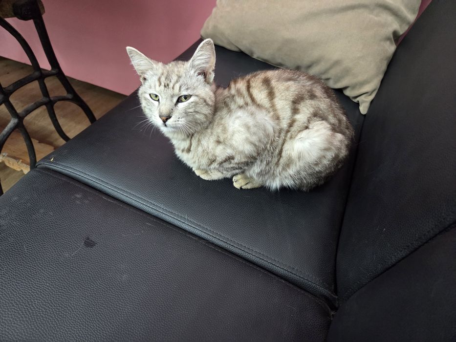 Отдам в добрые руки кот
