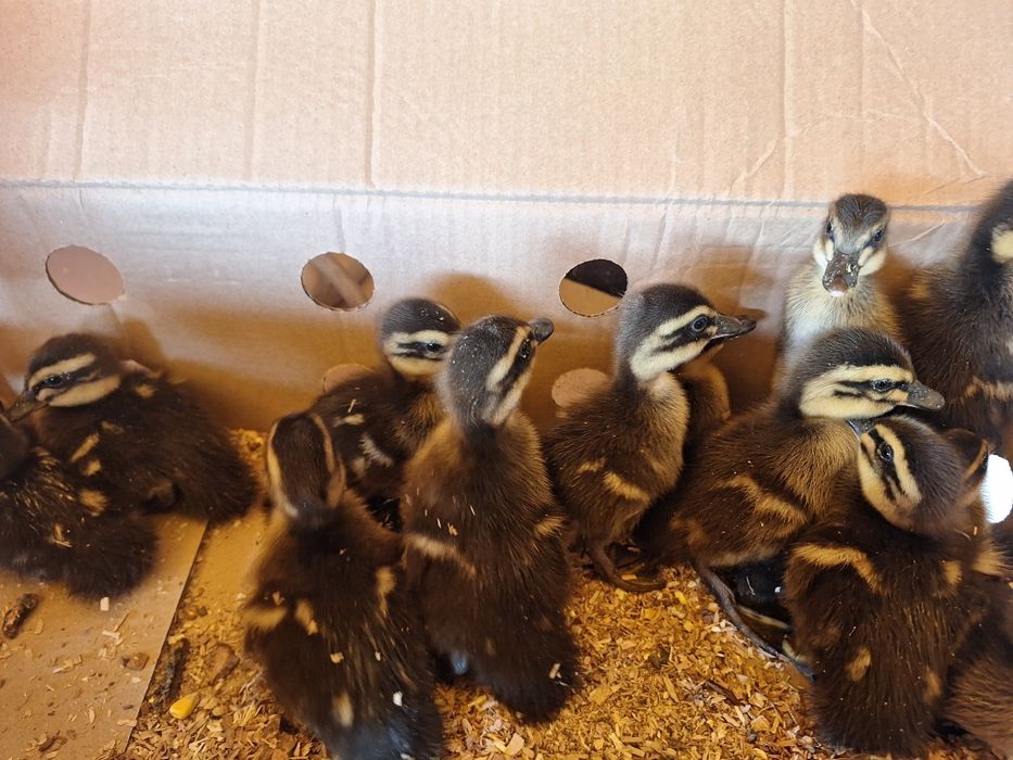 Vind pui de ruen o zi si mai multe felul