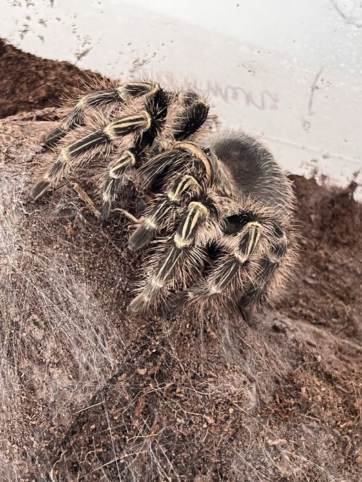Паук птицеед grammostola pulchripes