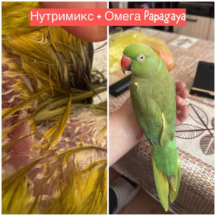 Добавка за здраво оперение за папагал / начупени пера OMEGA PAPAGAYA