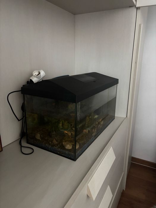 Acvariu de vanzare fu tot cu pietre scoici