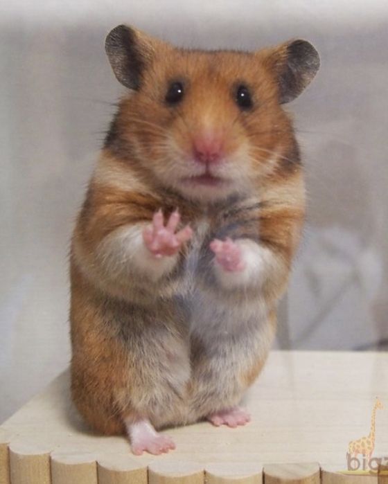Хомячки сирийские
