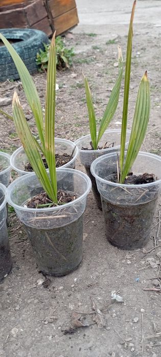 Продавам разсад от трахикарпус Б- я 3,50 евро за бр